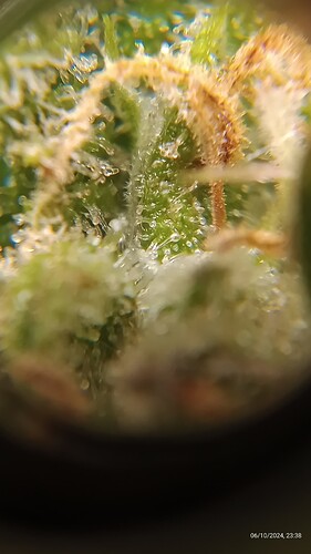 GELATO_tri2_11_06_24