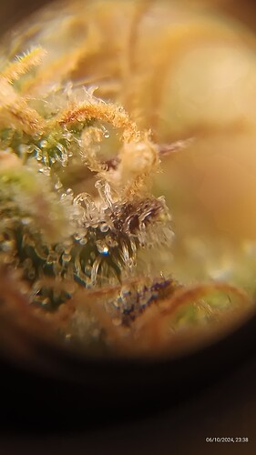 GELATO_tri1_11_06_24